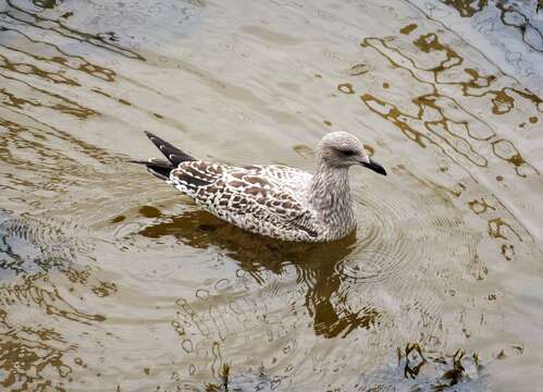 Image of European Herring Gull