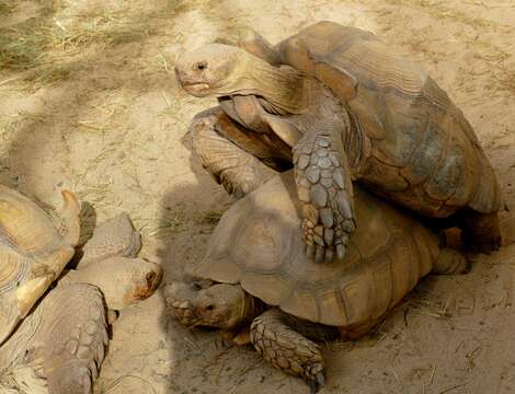 Image of spurred tortoise