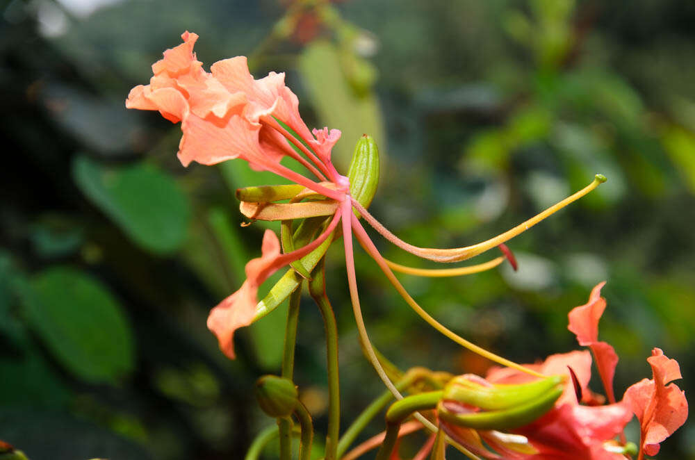 Image of Bauhinia coccinea (Lour.) DC.