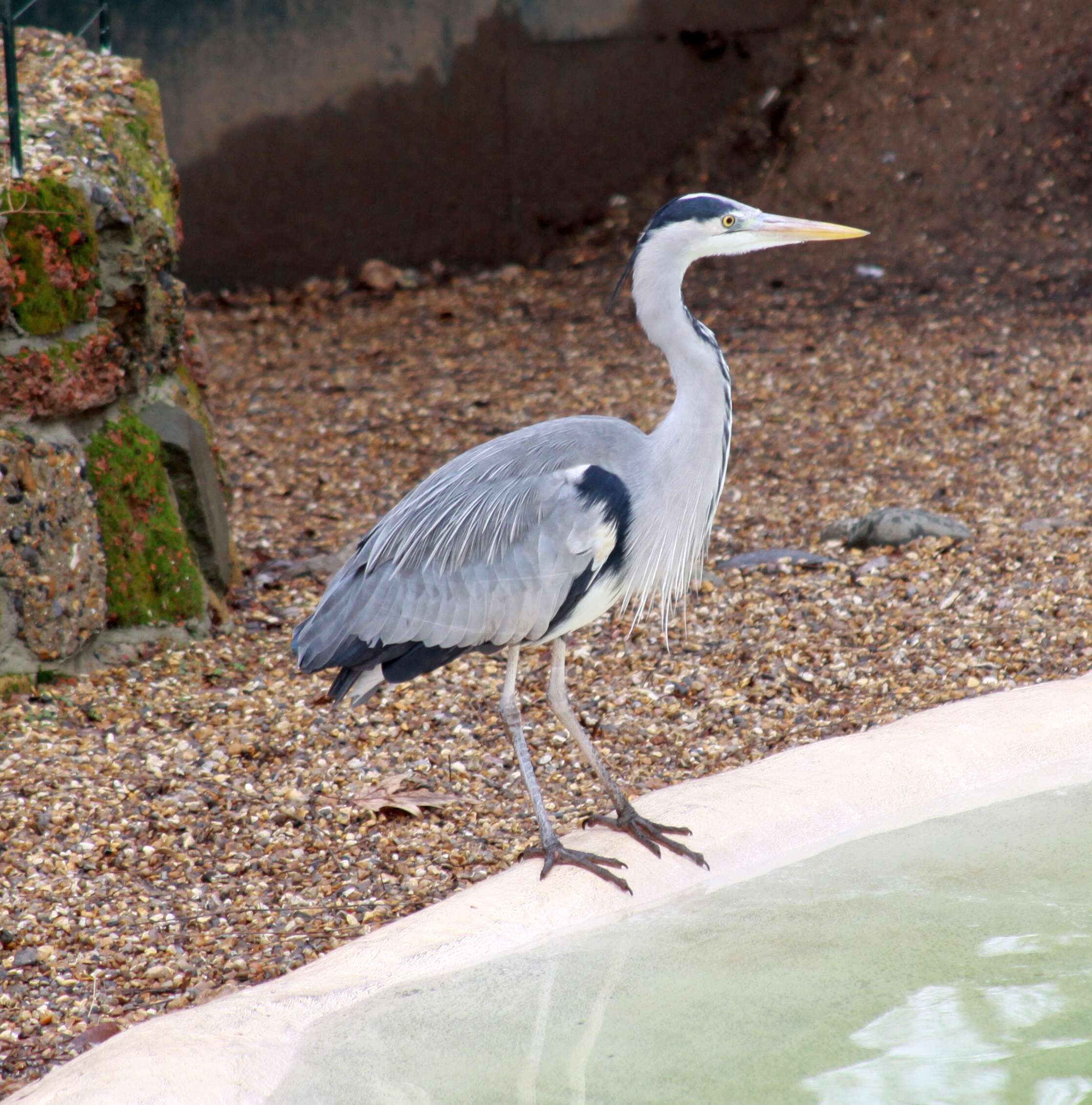 Image of Grey Heron