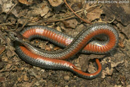 Image of brown-bellied snakes