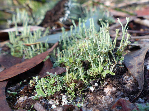 Image of cup lichen