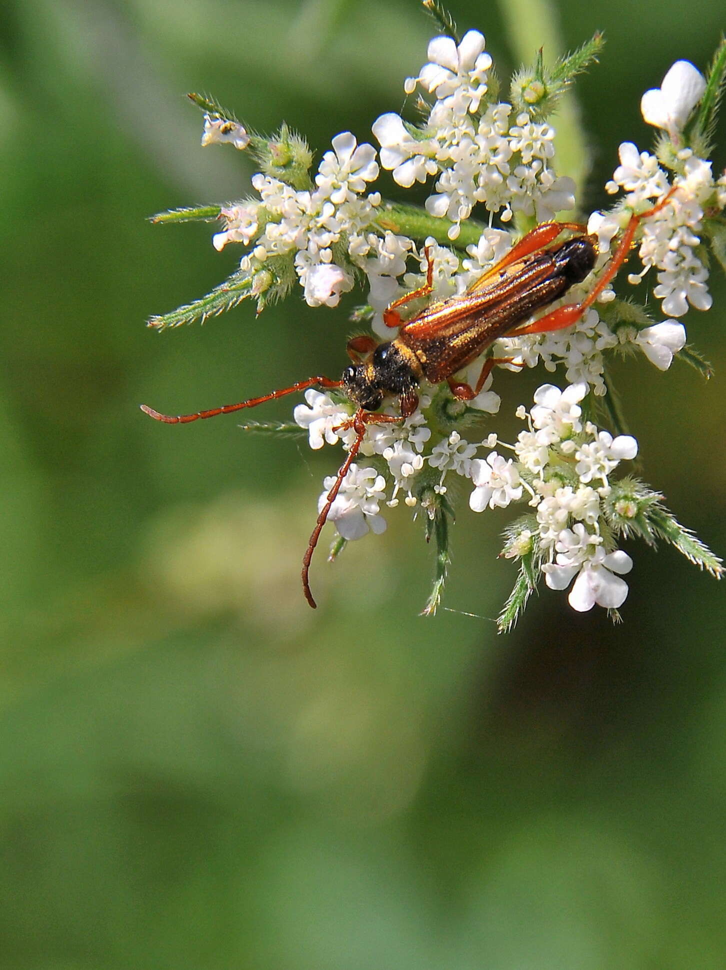 Image of Stenopterus