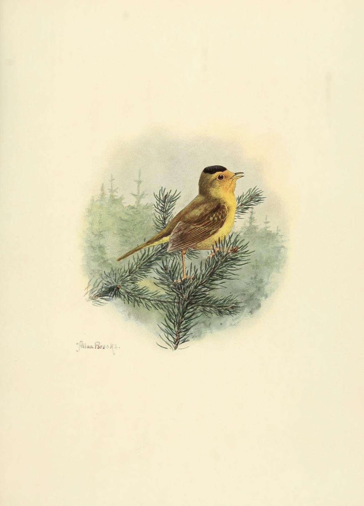 Image of Cardellina Bonaparte 1850
