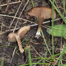 Image de Entoloma sericeoides (J. E. Lange) Noordel. 1980