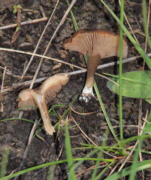 Image of Entoloma sericeoides (J. E. Lange) Noordel. 1980