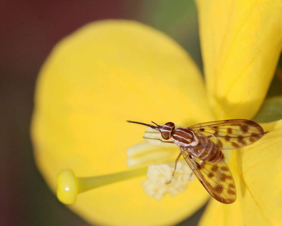 Image of Poecilognathus punctipennis (Walker 1849)