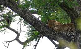 Image of Leopard