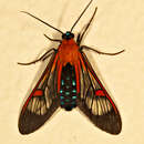 Image of Cosmosoma teuthras Walker 1854