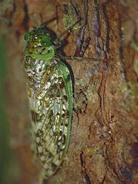 Image of Yanga andriana (Distant 1899)