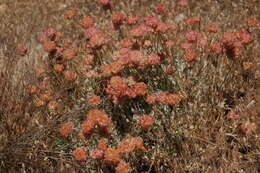 Imagem de Eriogonum ovalifolium Nutt.