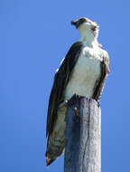 Image of Pandion haliaetus ridgwayi Maynard 1887