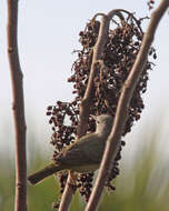 Image of Leiothlypis Sangster 2008