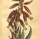 Aloe humilis (L.) Mill. resmi
