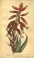 Image of Aloe humilis (L.) Mill.