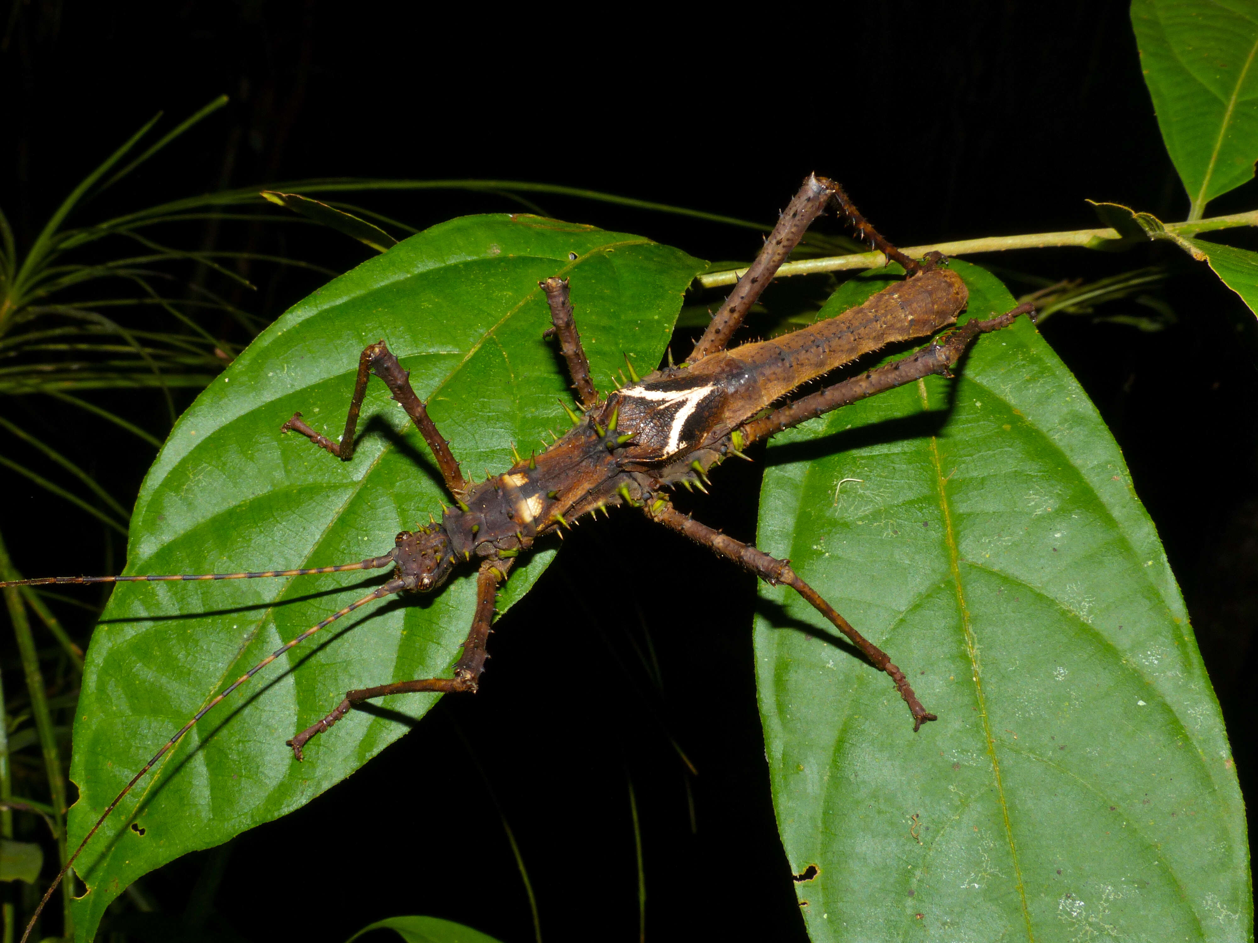 Image of Haaniella saussurei Kirby 1904