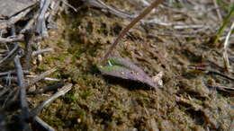 Image of Small waxlip orchid