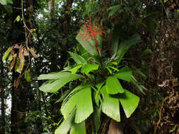 Reinhardtia latisecta (H. Wendl.) Burret的圖片