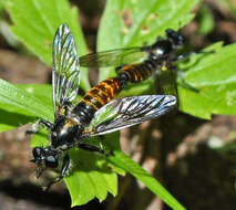 Image of Bee-like Robber Flies