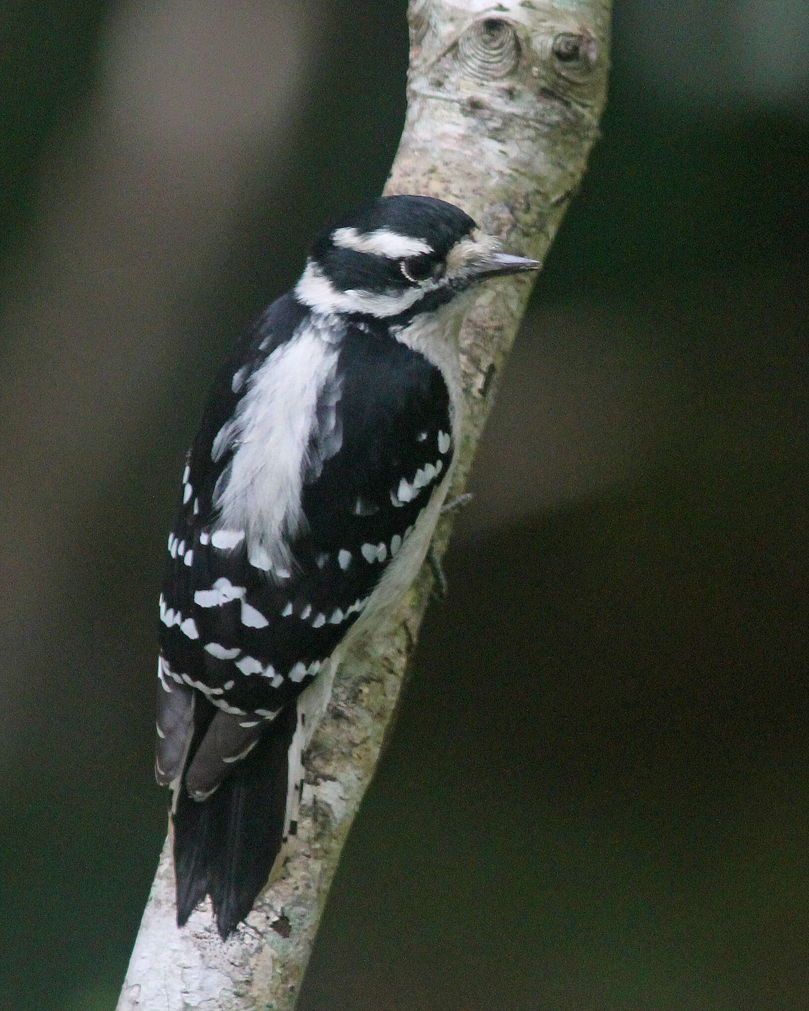 Image of Downy Woodpecker