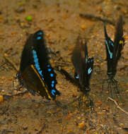 Image of Papilio nireus lyaeus