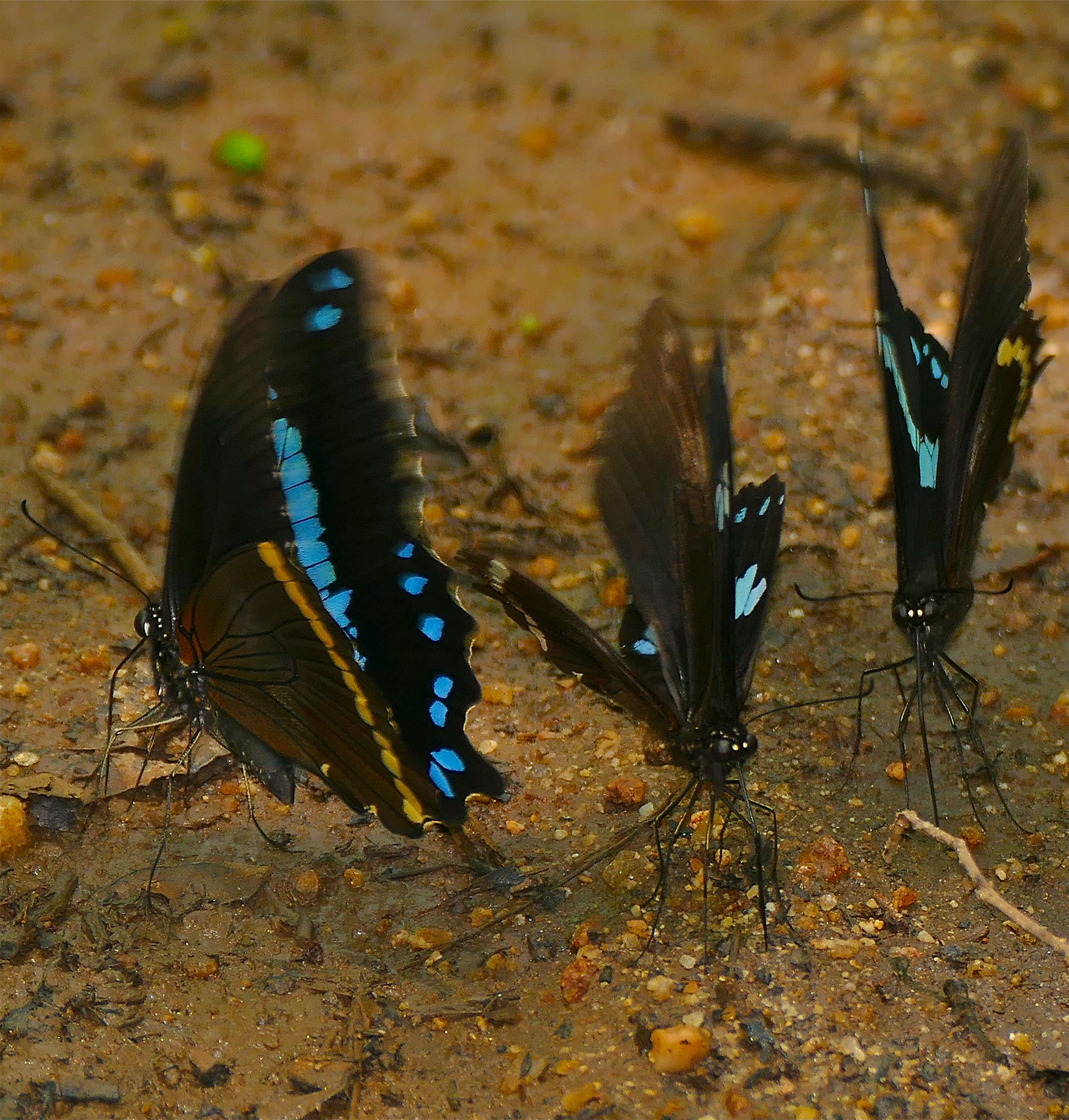 Image of Papilio nireus lyaeus