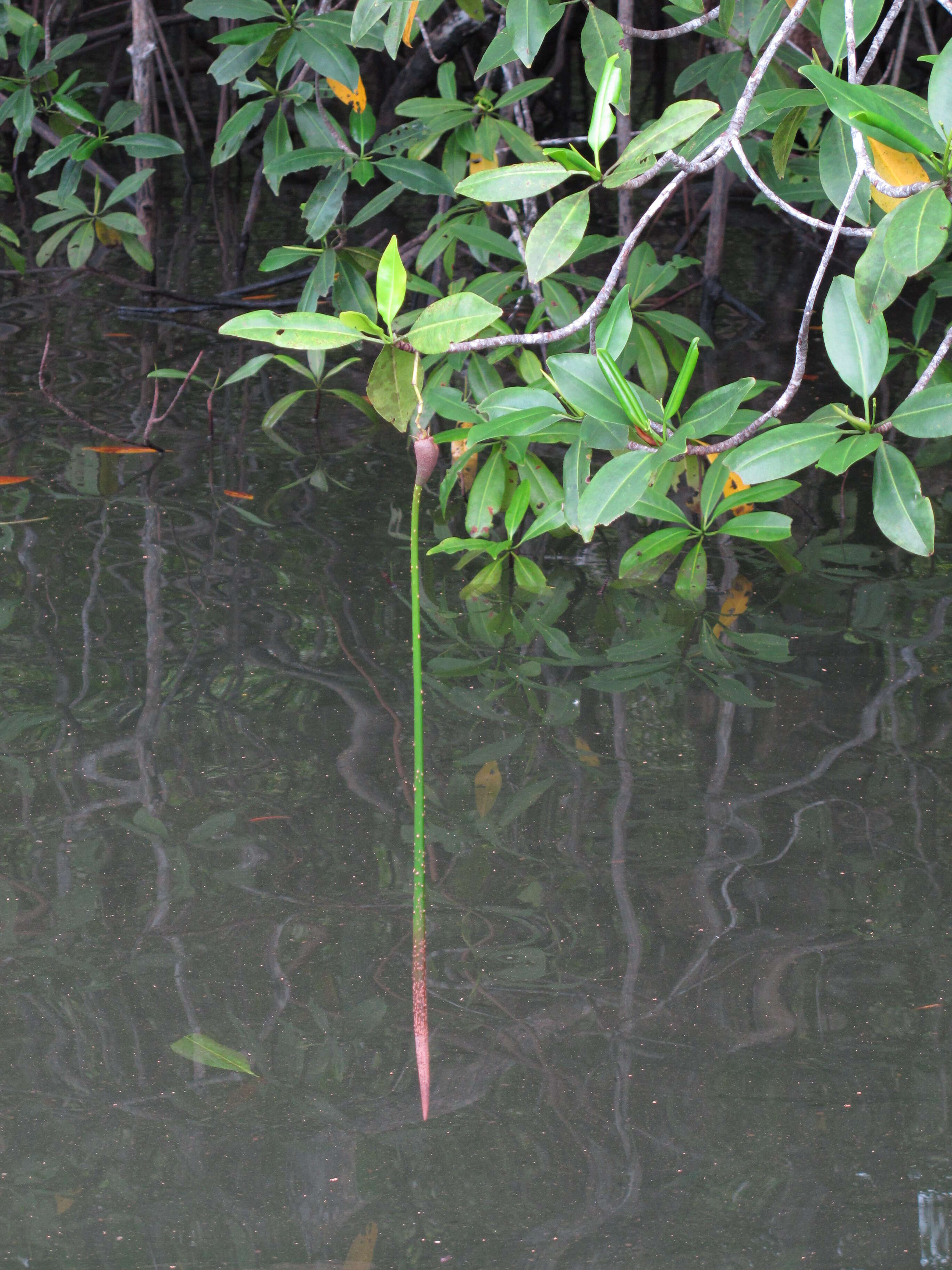 Image of Rhizophora racemosa G. F. W. Meyer