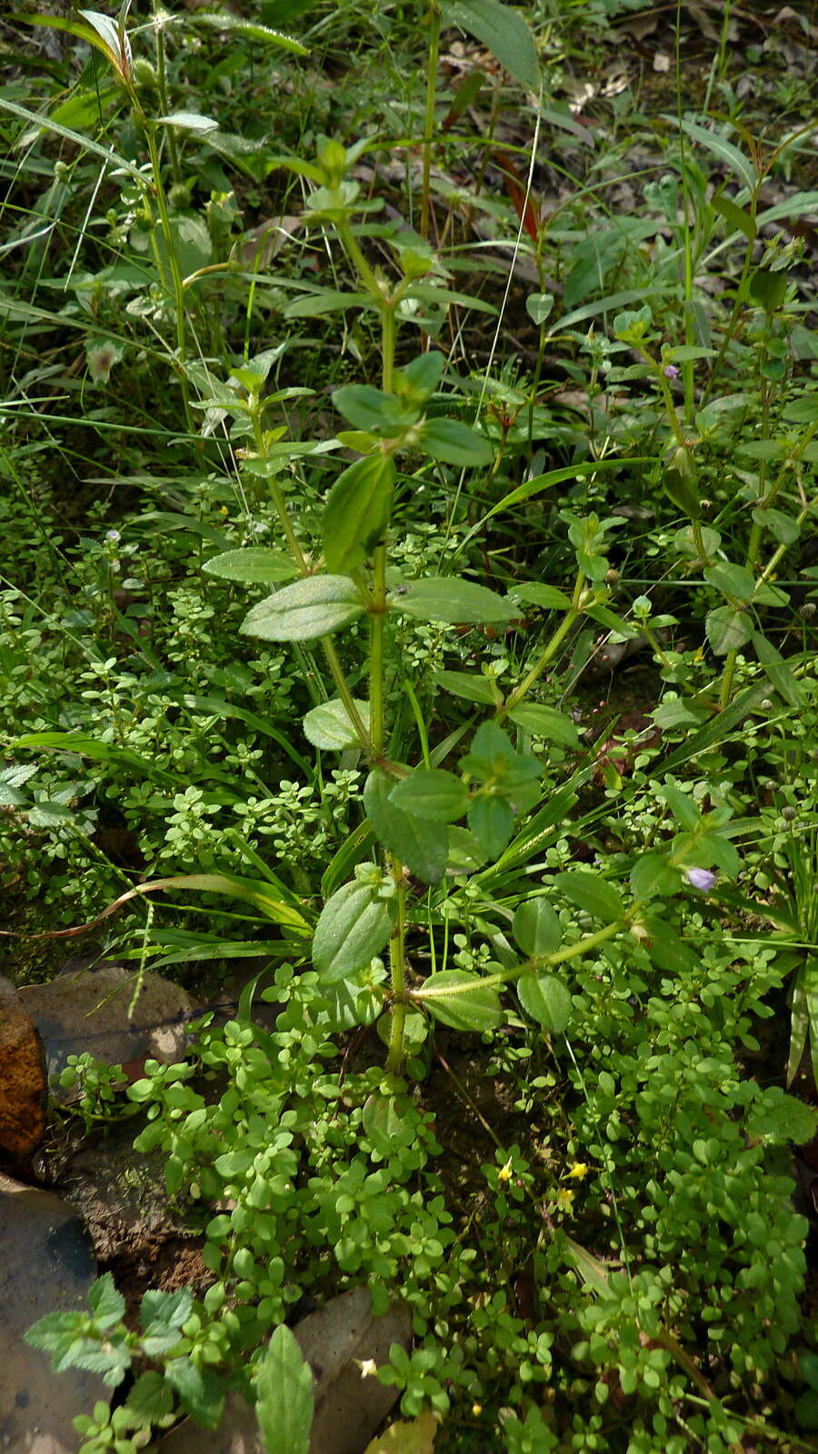 Image of Acisanthera hedyotidea (C. Presl) Triana