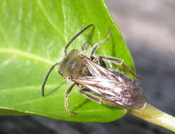 Image of Andrena dorsata (Kirby 1802)