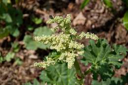 Image of Chinese rhubarb