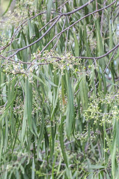 Image of Geijera parviflora Lindl.