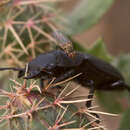 Image of Dorcus parallelepipedus