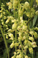 Image of Richardson's Alumroot