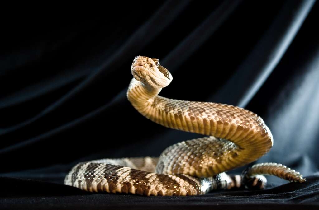 Image of Northern Pacific Rattlesnake