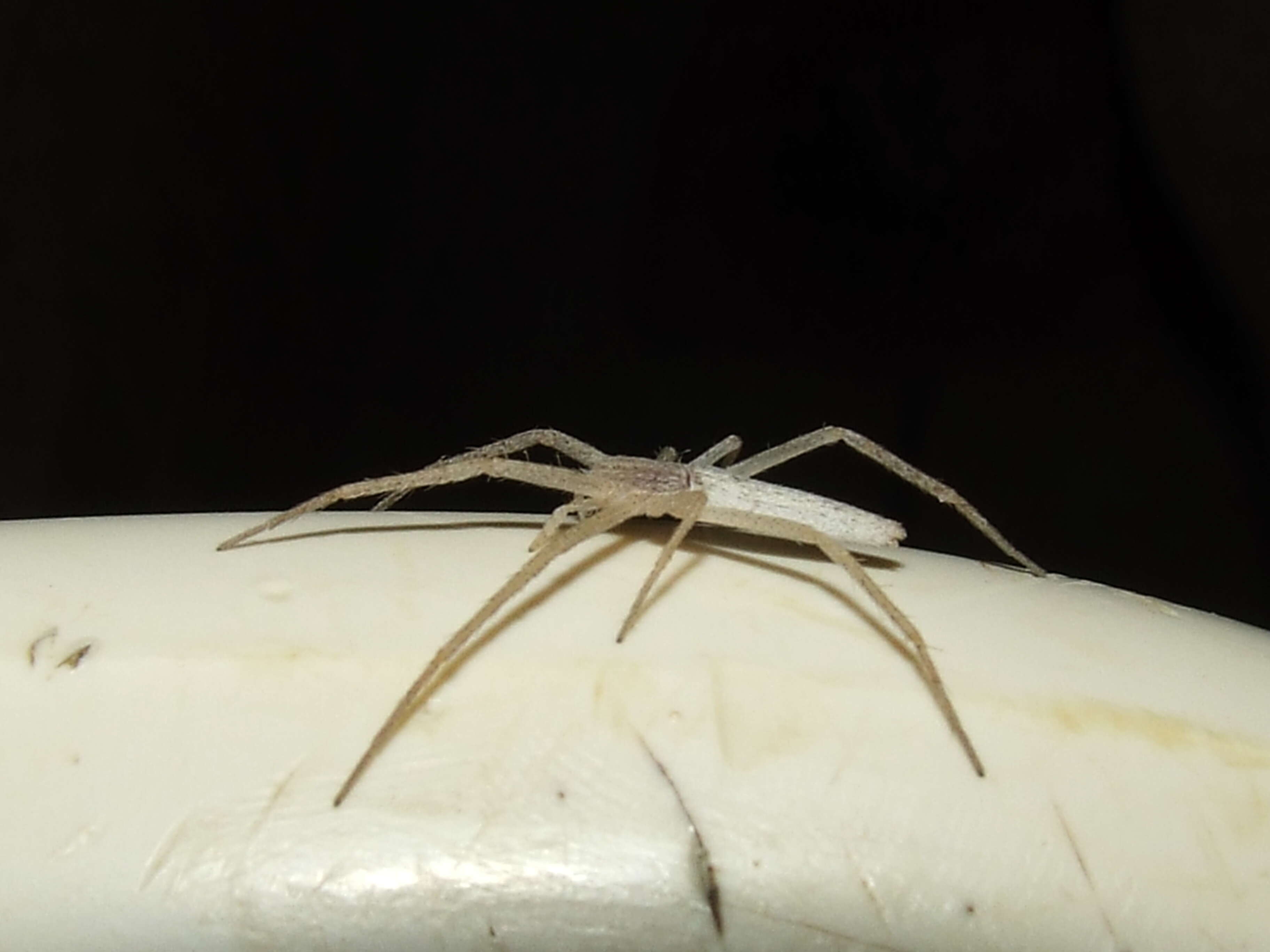 Image of long-legged sac spiders