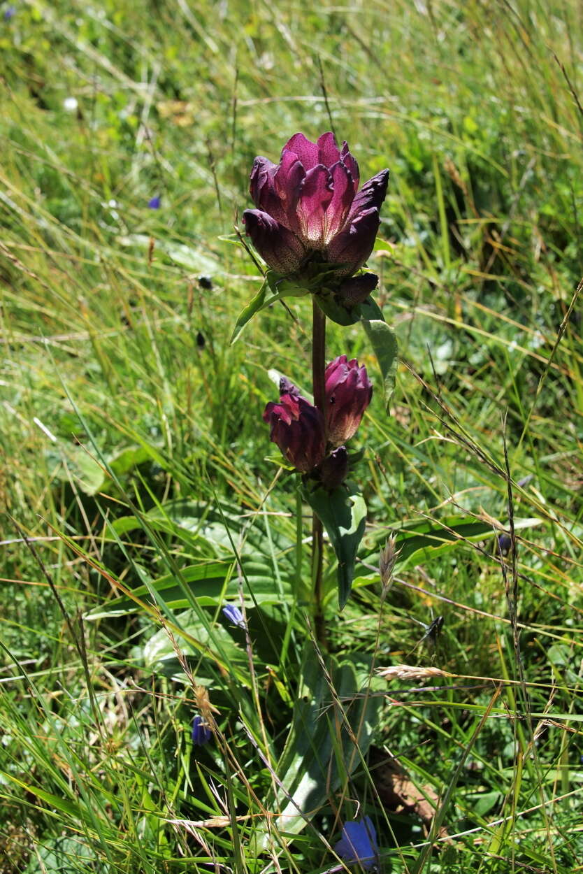 Image de Gentiana pannonica Scop.