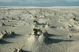 Image of Glasswort