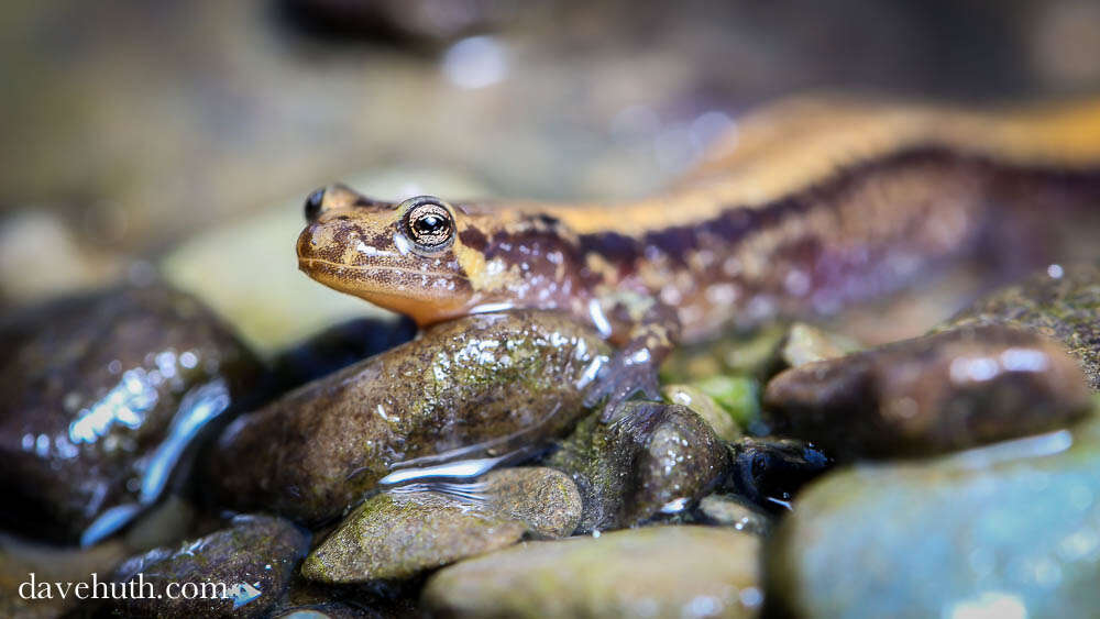 Image of dusky salamanders