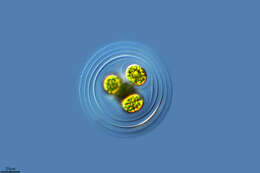 Image of Asterococcus superbus