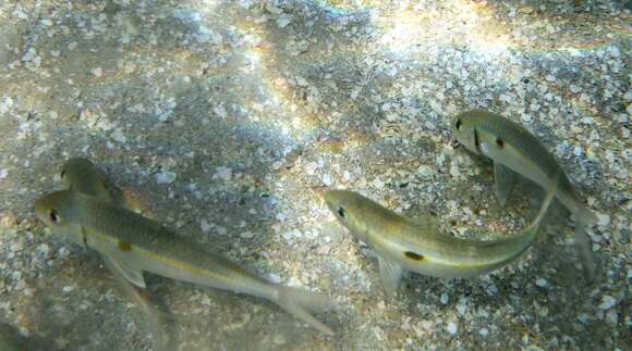 Image of Yellowstripe goatfish