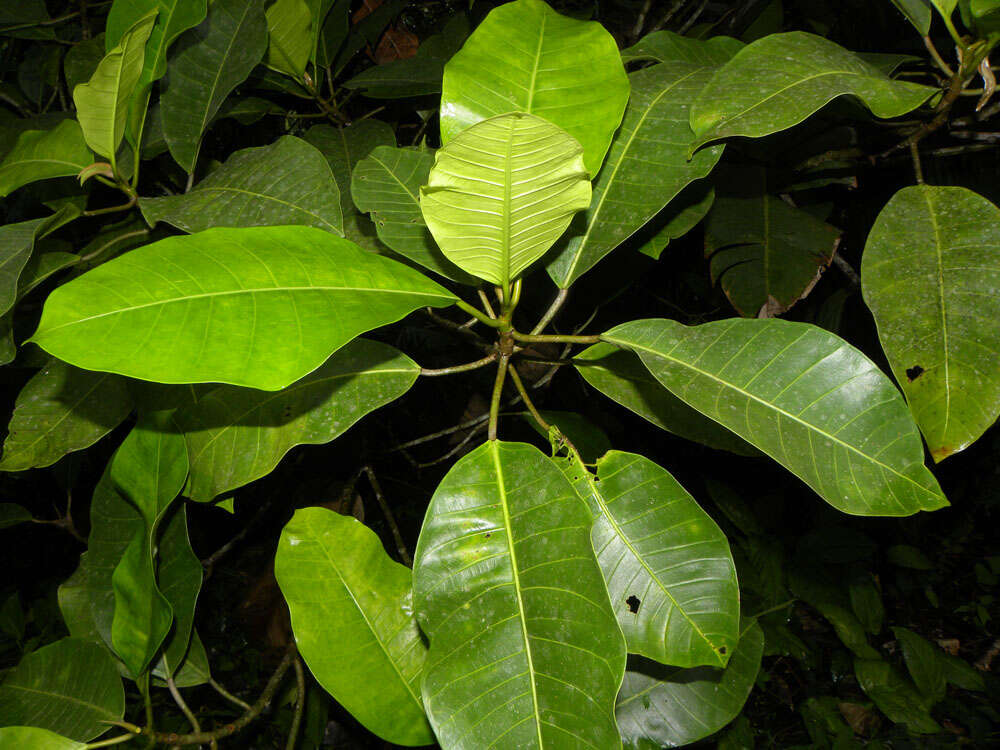 Image of Ficus tonduzii Standl.