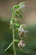 Image of Epipactis pontica Taubenheim