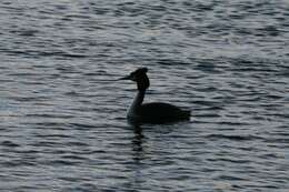 Image of Great Crested Grebe