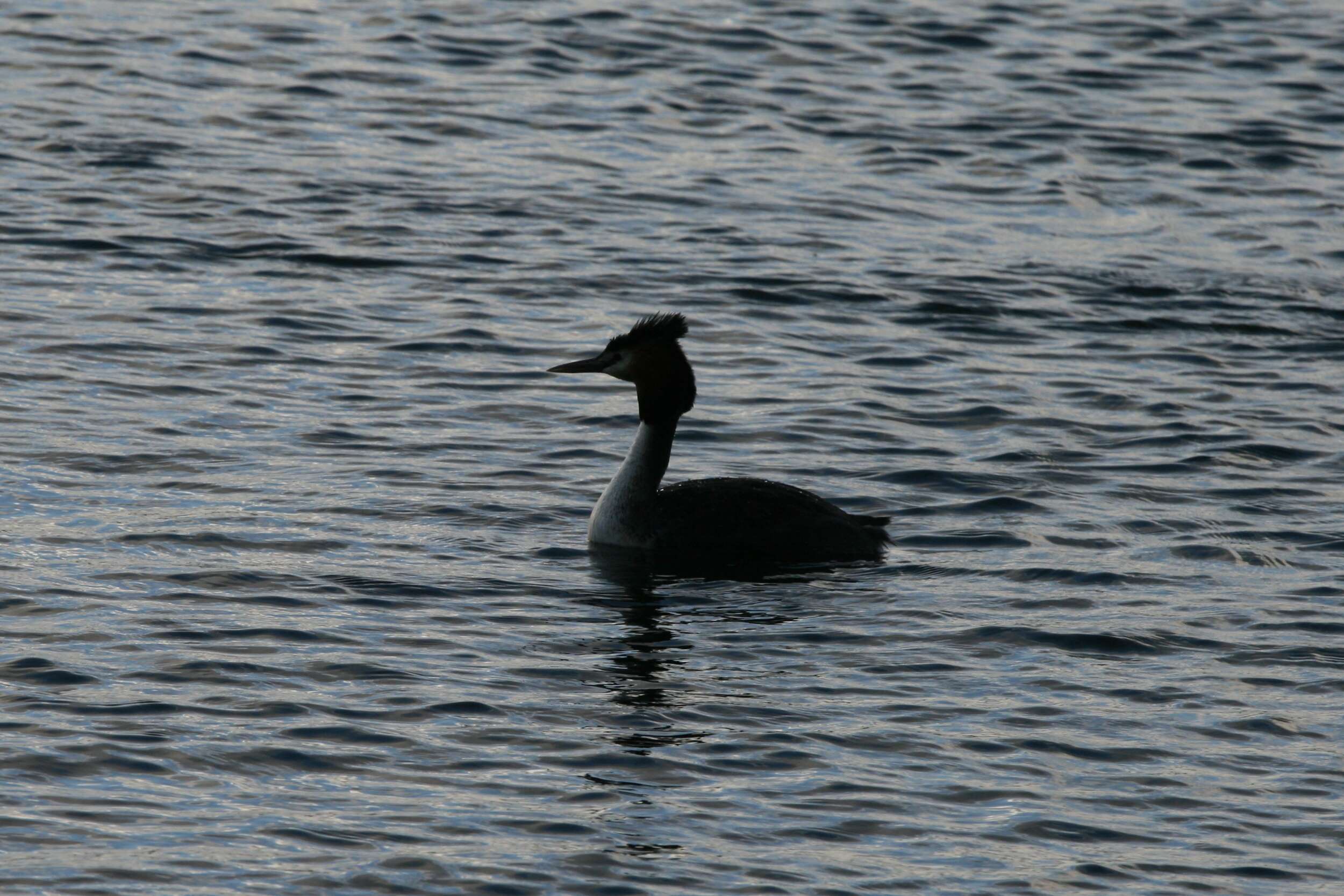 صورة Podiceps cristatus australis Gould 1844