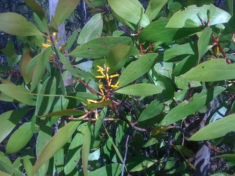 Image of Persoonia levis (Cav.) Domin