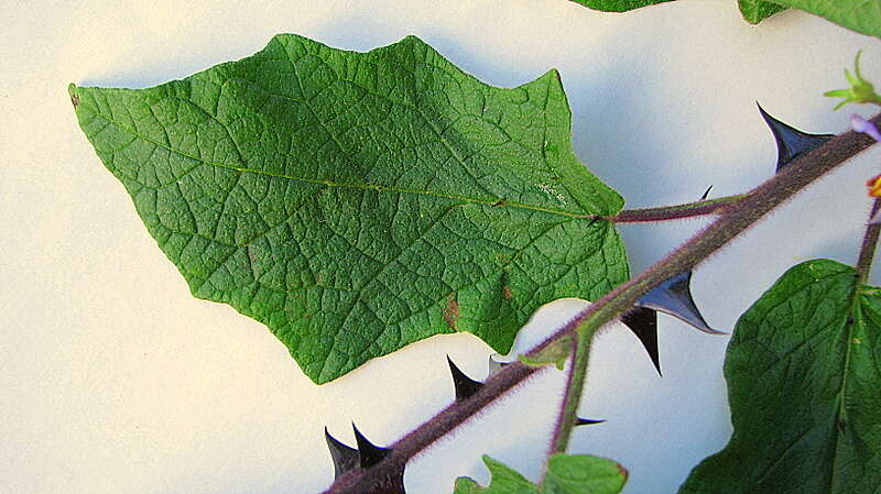 Image of Solanum reflexiflorum Moric. ex Dun.