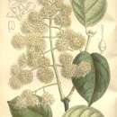 Image de Syringa reticulata subsp. amurensis (Rupr.) P. S. Green & M. C. Chang
