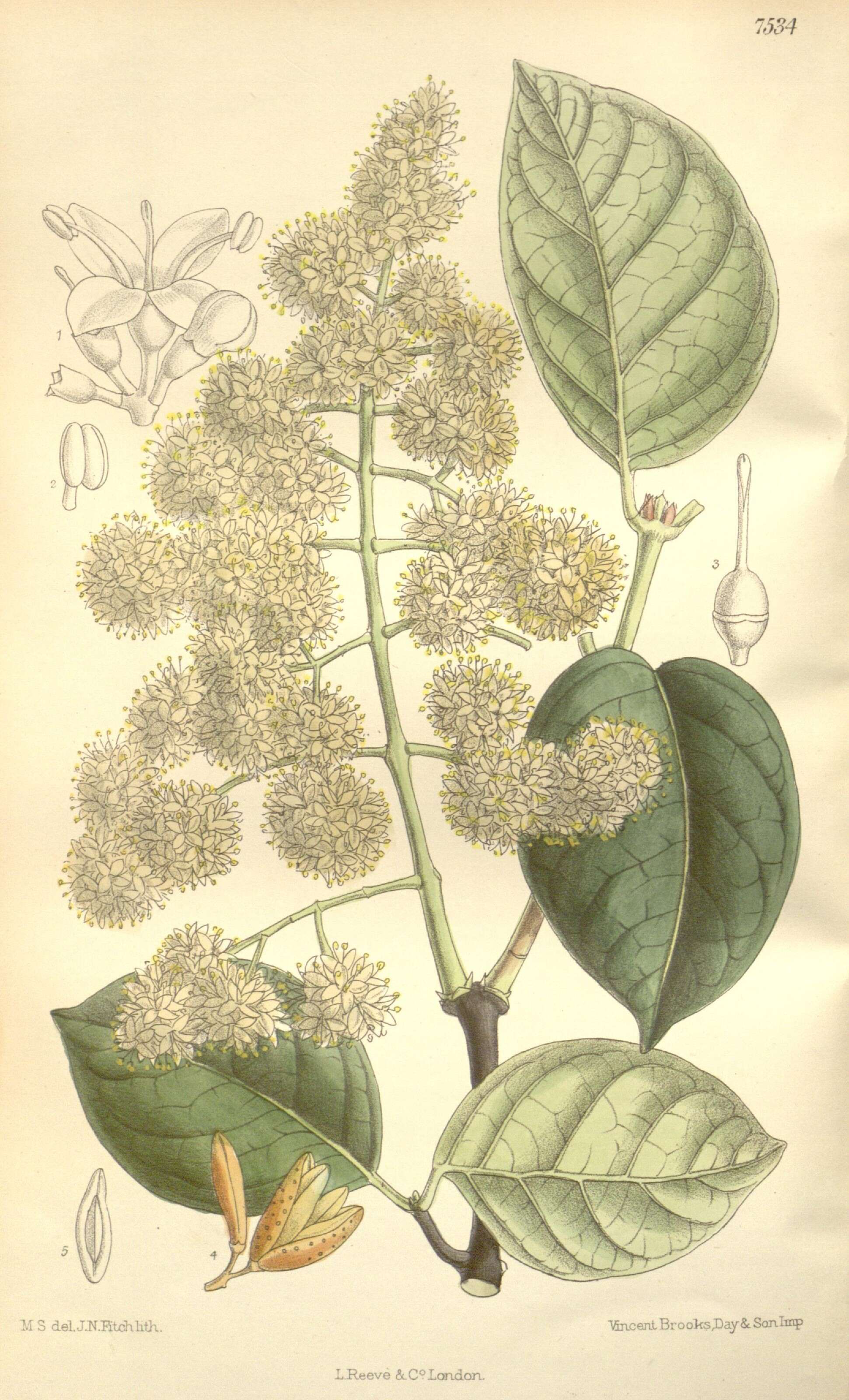 Plancia ëd Syringa reticulata (Blume) H. Hara