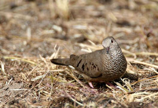 Image of Common Ground Dove