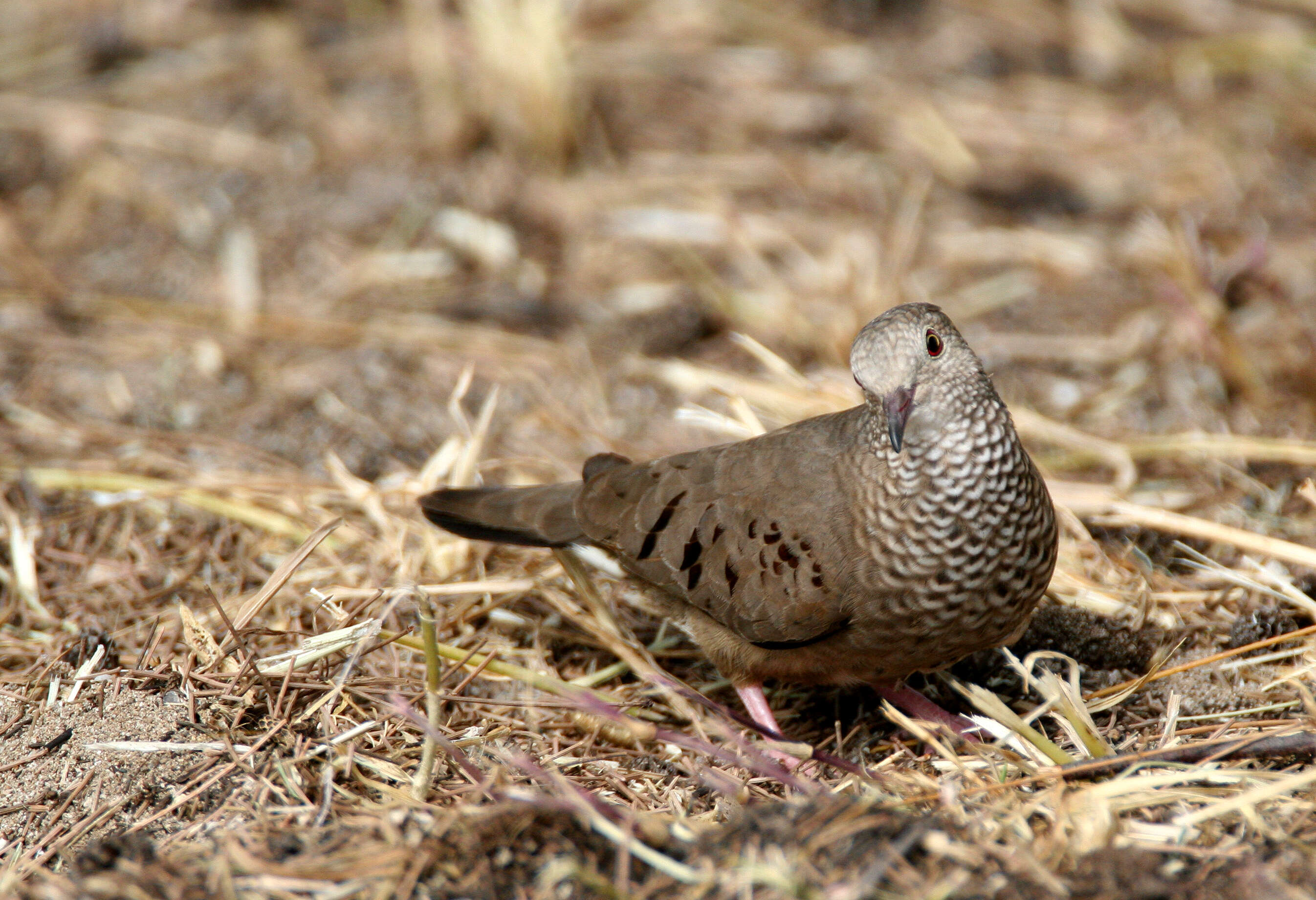 Image de Columbina Spix 1825